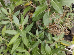 Olearia avicenniifolia