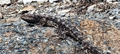 Pogona barbata