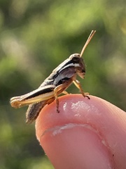 Melanoplus keeleri