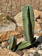 Cereus repandus
