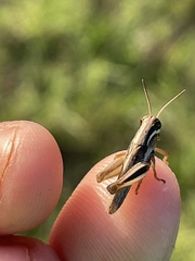Melanoplus keeleri