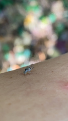 Teliapsocus