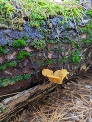 Tricholomopsis decora