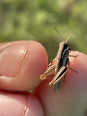 Melanoplus keeleri