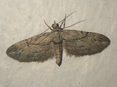 Eupithecia phoeniceata