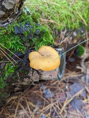 Tricholomopsis decora