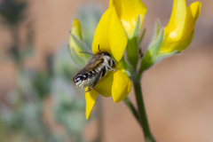 Megachile canariensis