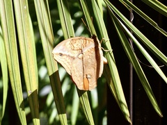Opsiphanes boisduvallii