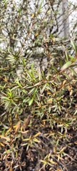 Coprosma rugosa