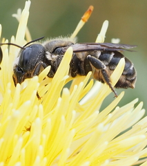 Osmia dimidiata