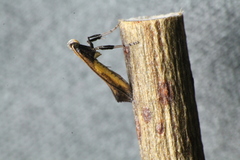 Caloptilia azaleella