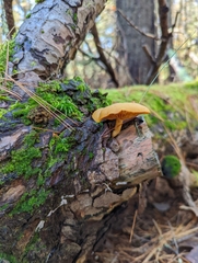 Tricholomopsis decora