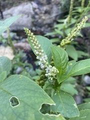 Phytolacca