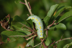 Diloba caeruleocephala