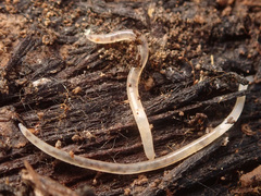 Enchytraeidae