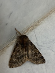 Canararctia rufescens