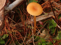 Loreleia postii