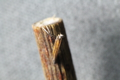 Caloptilia azaleella