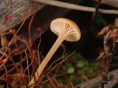Loreleia postii