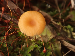Loreleia postii