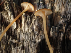 Loreleia postii
