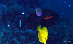 Acanthurus olivaceus