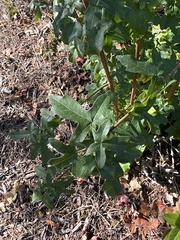 Liquidambar