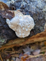 Fuscopostia fragilis