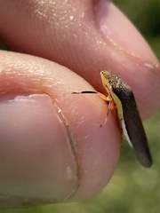 Homalodisca insolita