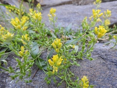 Draba petrophila