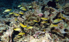 Lutjanus kasmira