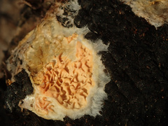 Leucogyrophana mollusca