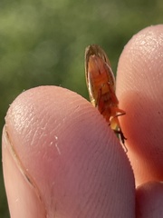 Homalodisca insolita