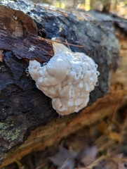 Fuscopostia fragilis