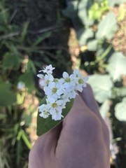 Fagopyrum esculentum