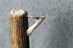 Caloptilia azaleella