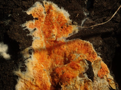 Leucogyrophana mollusca