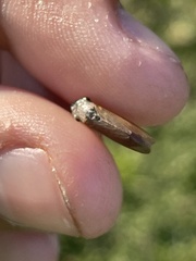 Homalodisca insolita