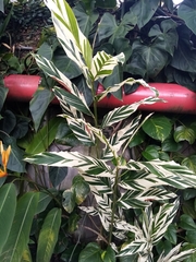 Alpinia vittata