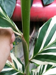 Alpinia vittata