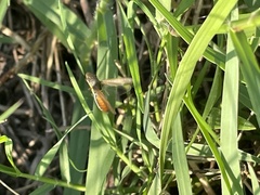 Homalodisca insolita