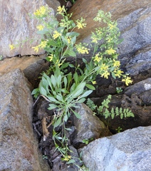 Draba petrophila