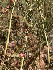 Ephedra chilensis