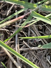 Homalodisca insolita