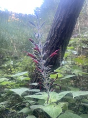 Salvia longistyla
