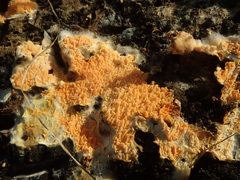 Leucogyrophana mollusca