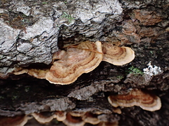 Stereum lobatum