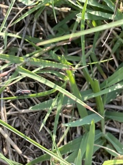 Homalodisca insolita