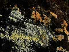 Antrodiella citrinella