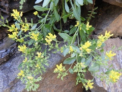 Draba petrophila